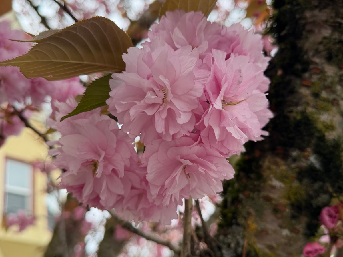 A Million Manifestations