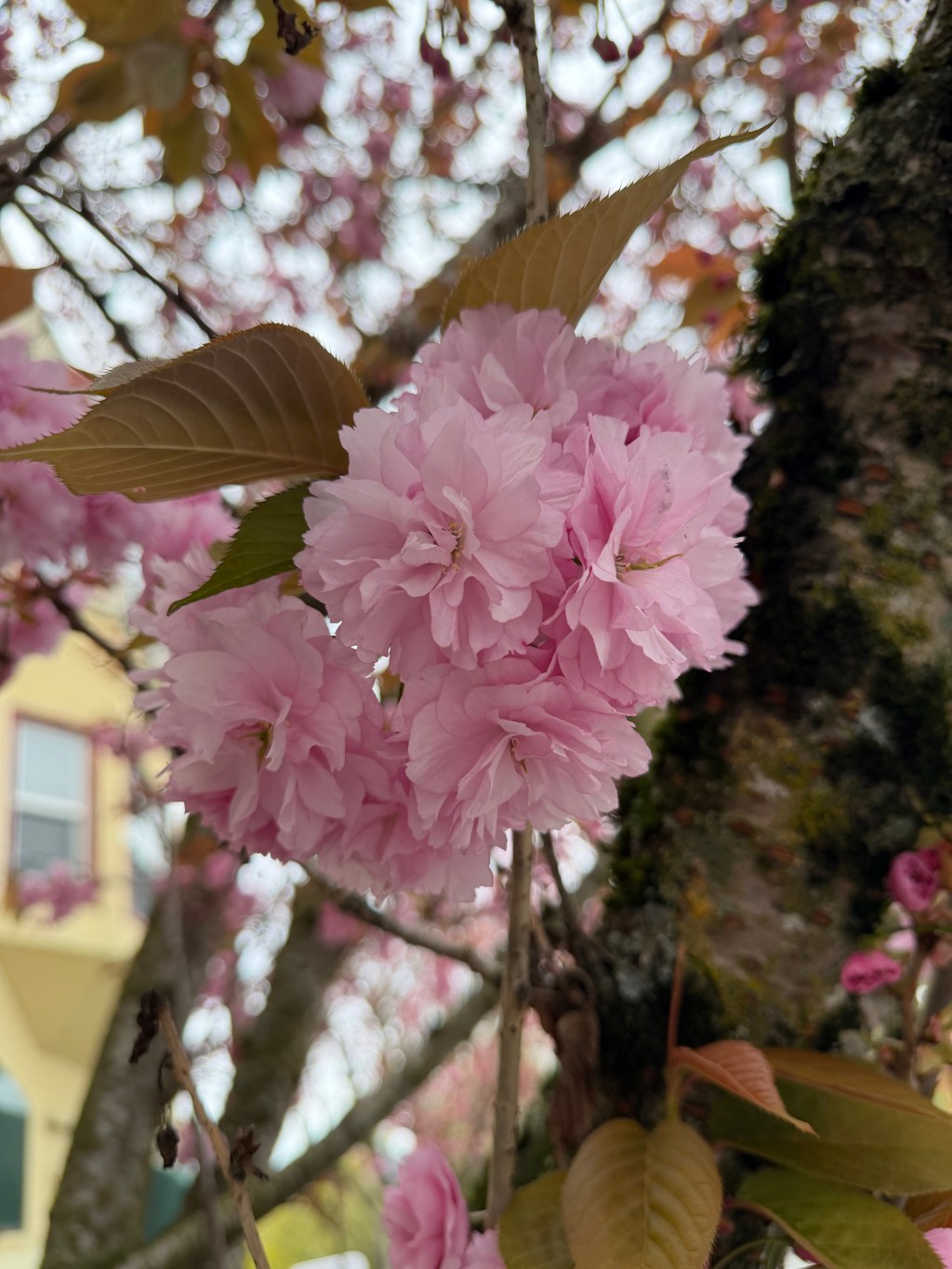 close up photo of fluffy pink blossoms, likely cherry, on a tree